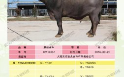 好品种公水牛有哪些特征？