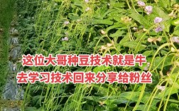 长豆角怎么种才能高产？