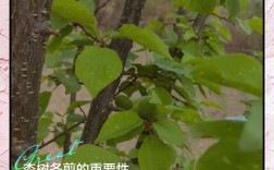 冬季杏树修剪，关键技巧有哪些？