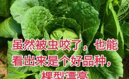 春大将白菜有何独特优势？
