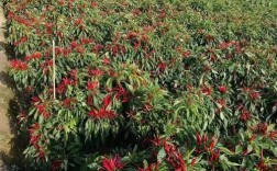 广西辣椒种植管理技术有哪些关键要点？