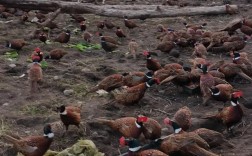 湖南山鸡养殖技术大全