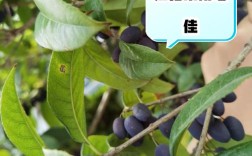 什么桂花品种能结果？