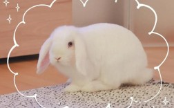 白色兔子具体是什么品种？
