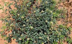 金樱子种植技术如何影响产量？