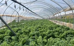 冬季甘蓝大棚种植技术要点有哪些？