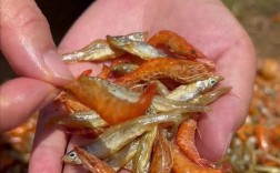 哪些观赏鱼虾品种最畅销？