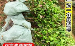 茶籽苗哪个品种口感最佳？