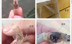 白对虾鲫鱼混养，关键技术是什么？