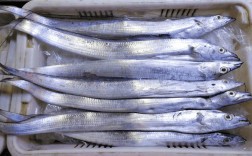 2025进口带鱼价格会涨还是跌？