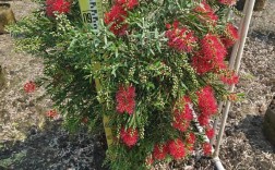 红千层种植技术与管理要点有哪些？