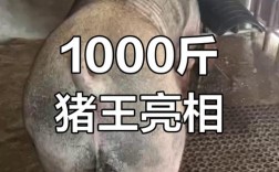 啥品种猪又大又长？