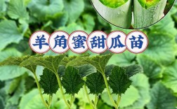 羊角蜜种植收益高吗？技术门槛怎样？