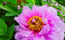 牡丹名贵品种有哪些？