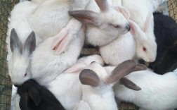 野兔养殖技术难点有哪些？