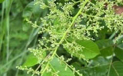 中蜂大流蜜期如何实现高产？