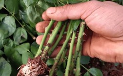 玫瑰种植视频，关键技术有哪些？