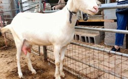 奶山羊哪个品种产奶量最高？