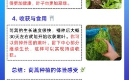 大棚茼蒿水肥技术如何高效管理？