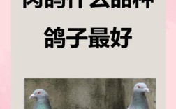 肉鸽快速饲养新技术有何关键要点？