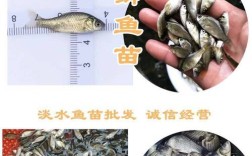 如何辨别鱼苗品种？