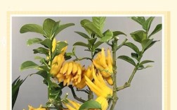 盆栽佛手种植技术要点有哪些？