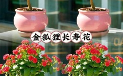 长寿花品种价格差异大吗？