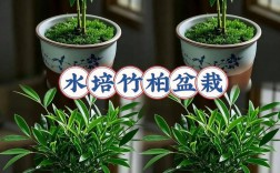 长竹柏品种养殖方法