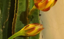 广西适合种什么花？