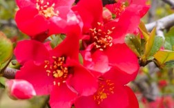 海棠花品种有哪些？大图详解看这里。