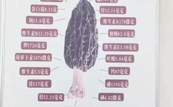 2025羊肚菌菌种价格会涨还是跌？