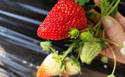 草莓棚蜜蜂选什么品种好？