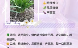 中国最耐寒的韭菜品种