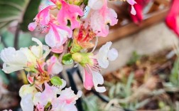 日本海棠什么品种最好？