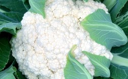 越冬有机菜花种植技术要点有哪些？