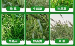 喂牛草种有哪些常见品种？