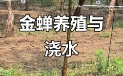 陶源金蝉养殖技术有哪些关键要点？