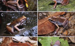 海南蛙类品种有多少？