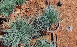 蓝羊茅哪个品种最蓝？