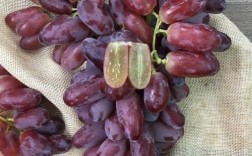 紫色葡萄有核的是什么品种？