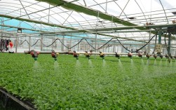 如何种好大量蔬菜？视频技术能学透吗？