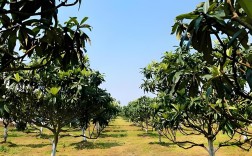 枇杷种植技术有哪些关键要点？