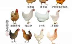四种常见蛋鸡品种介绍
