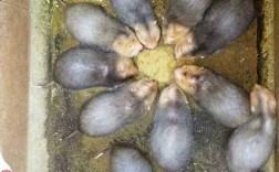 2025昆明竹鼠价格会涨还是跌？