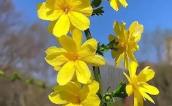 迎春花品种哪种最好？