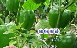 甜椒大棚种植技术规程有哪些要点？