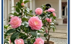 什么茶花最好养？