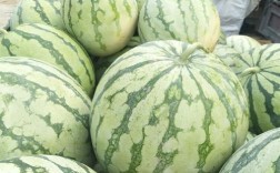 西瓜花无籽品种有哪些