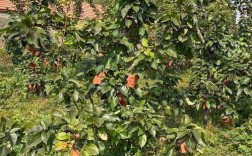 晚秋黄梨种植技术视频