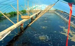 奉贤南美对虾养殖技术有哪些要点？